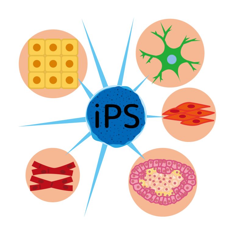 🧬 iPS 血小板迎来重大突破：日本将于 2028 年启动他人细胞来源的临床试验